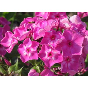 Флокс Phlox Купчиха