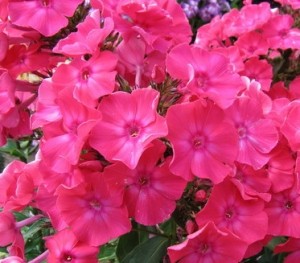 Флокс Phlox Мария Федоровна