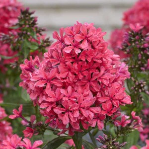 Флокс Phlox Cleopatra