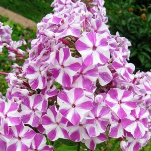 Флокс Phlox Мишенька