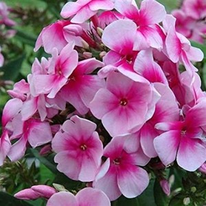 Флокс Phlox Summer Festival