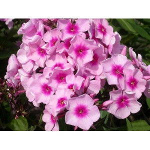 Флокс Phlox Беби Фейс