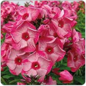 Флокс Phlox Уральские Сказы