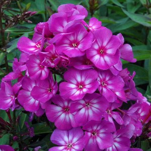 Флокс Phlox Sweet Summer Surprise