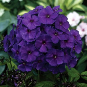 Флокс Phlox Nicky