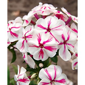 Флокс Phlox Twister