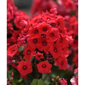 Флокс Phlox Tequila Sunrise