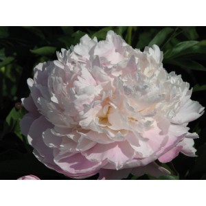 Пион Paeonia Lady Alexandra Duff