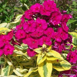 Флокс Phlox Goldmine