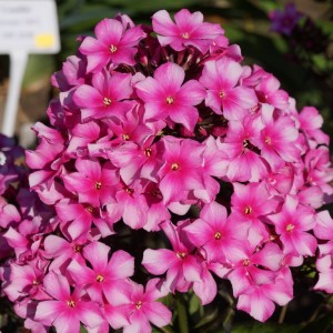 Флокс Phlox Miss Ellie