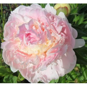 Пион Paeonia Blush Queen