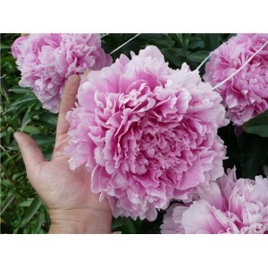 Пион Paeonia Sarah Bernhardt
