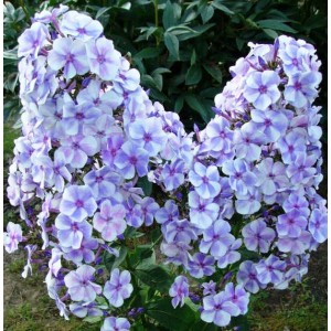 Флокс Phlox Гжель