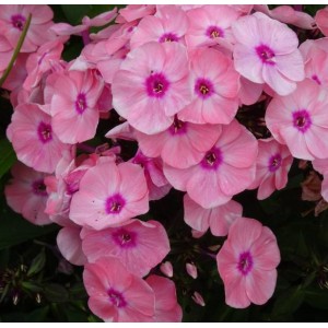 Флокс Phlox Summer Queen
