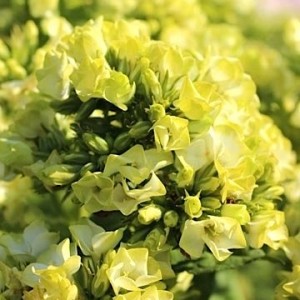 Флокс Phlox Babje Leto