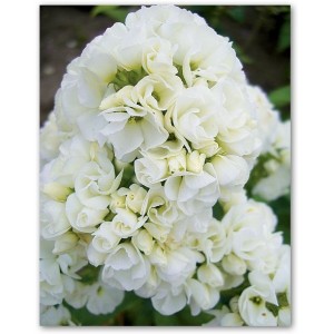 Флокс Phlox Tiara