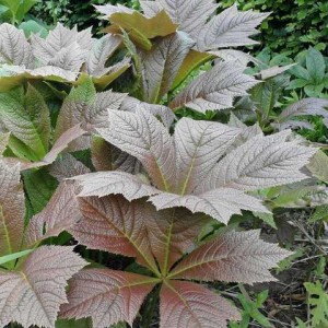 Роджерсия Подофила Rodgersia podophylla Braunlaub