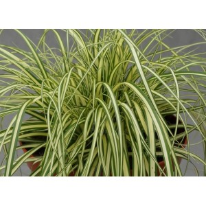 Карекс Carex oschimensis Maxigold