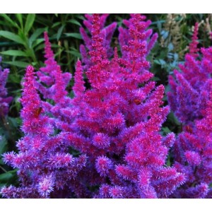 Астильба Astilbe Vision In Red