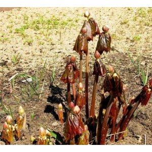 Подофиллум Эмоди Podophyllum emodi
