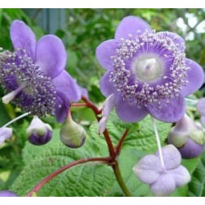 Дайнанте caerulea Deinanthe Blue Wonder