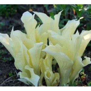 Хоста Hosta white feather