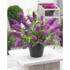 Буддлея Buddleja Free Petite Tutti Frutti