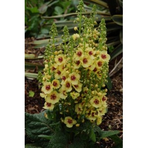 Вербаскум Verbascum Dark Eyes