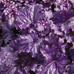 Гейхера Heuchera Forever Purple