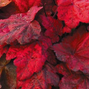 Гейхера Heuchera Autumn Leaves