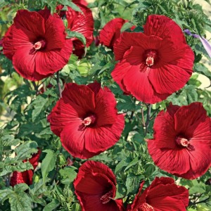 Гибискус Hibiscus My Valentine