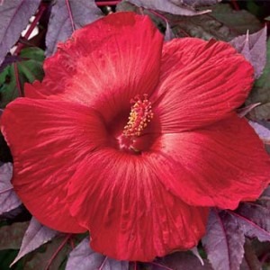 Гибискус Hibiscus Midnight Marvel Гибискус Hibiscus Midnight Marvel