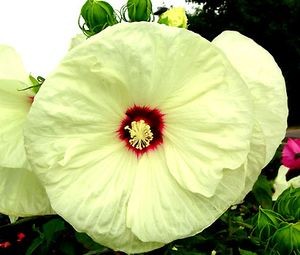Гибискус Hibiscus Old Yella