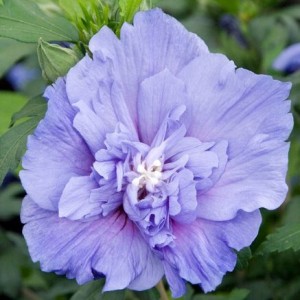 Гибискус сирийский Blue Chiffon