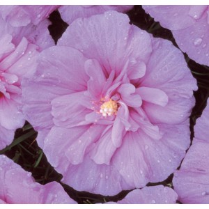 Гибискус сирийский Lavender Chiffon