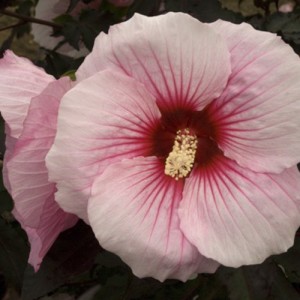 Гибискус Hibiscus Summer Storm