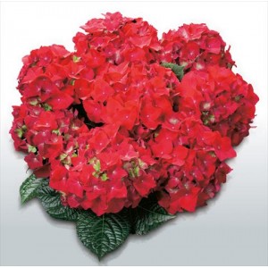 Гортензия Hydrangea HOT RED