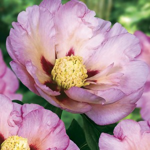 Paeonia Itoh Pastel Splendor