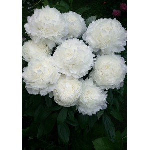 Пион Paeonia Gladis Hodson
