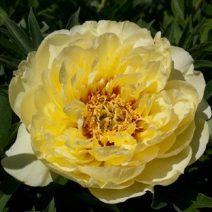 Paeonia Itoh Bartzella
