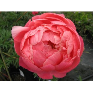 Пион Paeonia Coral Charm