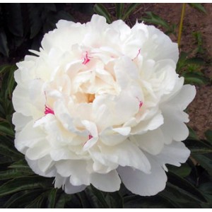 Пион Paeonia Festiva Maxima