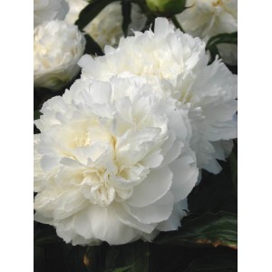Пион Paeonia Shirley Temple