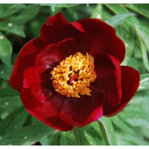 Пион Paeonia Early Scout