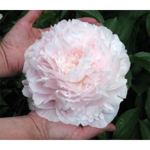 Пион Paeonia Myrtle Gentry Пион Paeonia Myrtle Gentry