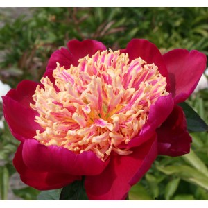 Пион Paeonia Sword Dance