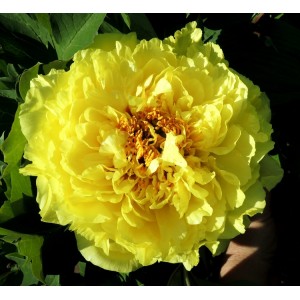 Paeonia Itoh Yellow Crown