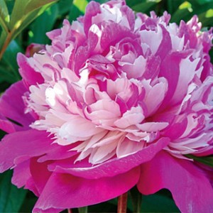 Пион Paeonia Celebrity Пион Paeonia Celebrity