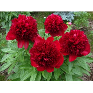 Пион Paeonia Red Charm Пион Paeonia Red Charm