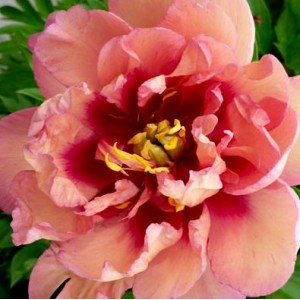 PAEONIA ITOH JULIA ROSE
